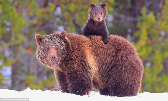 madre con su cria 4 - La ternura de madres con sus crías