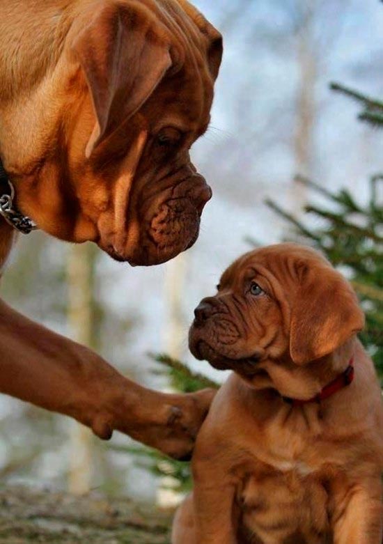 madre con su cria 6 - La ternura de madres con sus crías