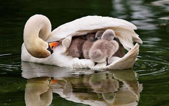 madre con su cria 7 - La ternura de madres con sus crías