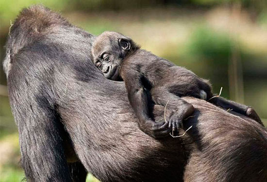 madre con su cria 8 - La ternura de madres con sus crías