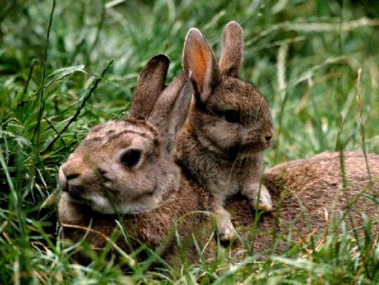 madre con su cria 9 - La ternura de madres con sus crías