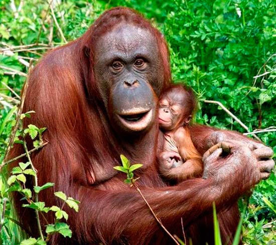 madre con su cria - La ternura de madres con sus crías