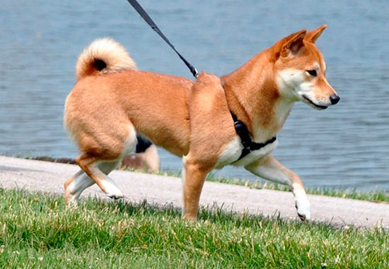 perro paseando - Pasear perros atados en Barcelona