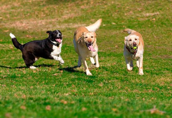 perros en el parque - Pasear perros atados en Barcelona