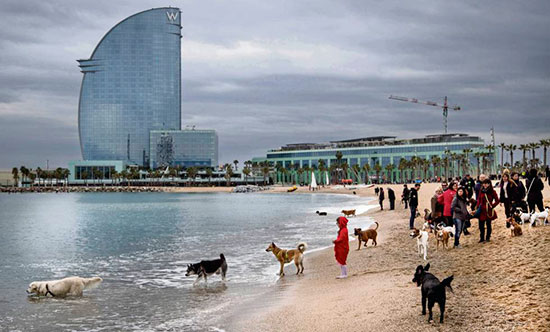 perros en la playa - Pasear perros atados en Barcelona