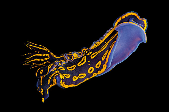 Babosa de mar gigante Joel Sartore - 'Arca' con animales en riesgo de extinción