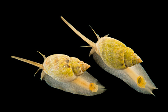 Caracola del lodo Joel Sartore - 'Arca' con animales en riesgo de extinción