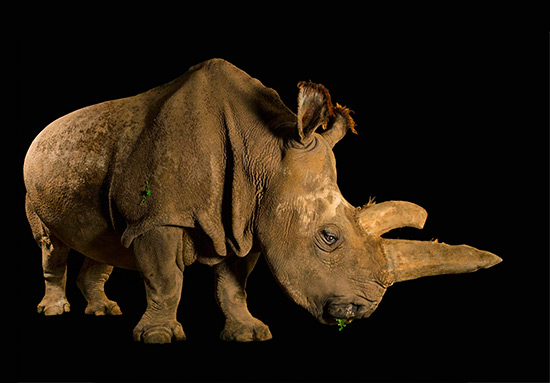 Rinoceronte blanco norteno Joel Sartore - 'Arca' con animales en riesgo de extinción