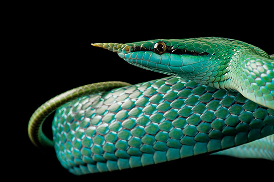 Serpiente ratera rinoceronte Joel Sartore - 'Arca' con animales en riesgo de extinción