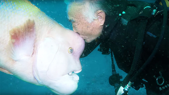 amistad entre pez labrido asiatico y anciano japones - Un anciano y su amigo pez