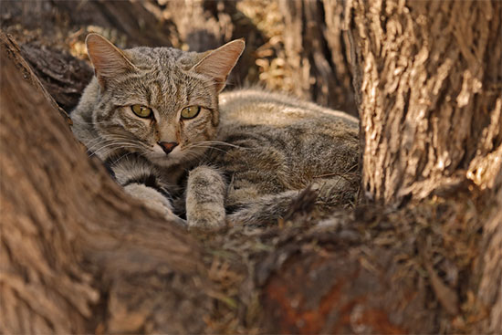 gato salvaje africano - De animales salvajes a compañeros de vida