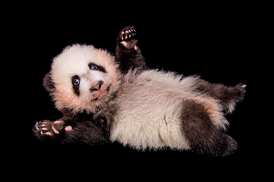 panda gigante Joel Sartore - 'Arca' con animales en riesgo de extinción