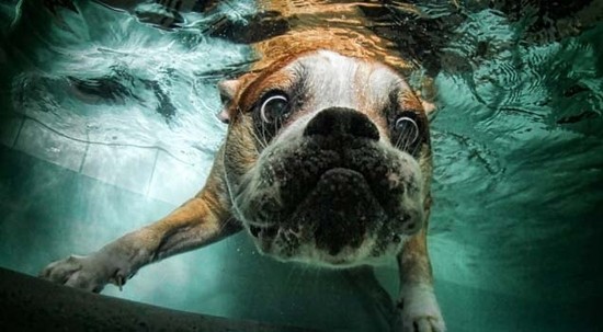 perro en el agua - Verano sin riesgos con nuestro perro