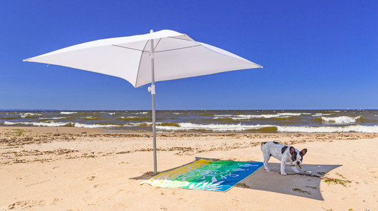 perro en la playa - Verano sin riesgos con nuestro perro