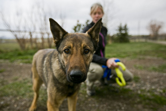 working dogs for conservation 2 - 'Perros malos': los que mejor cuidan el planeta