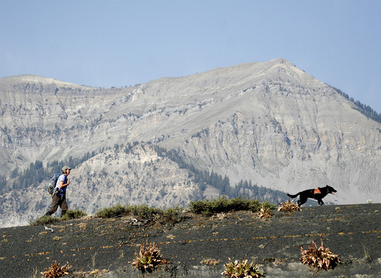 working dogs for conservation - 'Perros malos': los que mejor cuidan el planeta