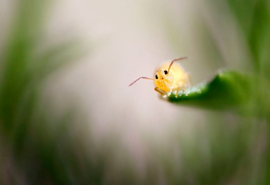 comedy wildlife photography 2017 pikachu - Premios de fotografía Comedy Wildlife 2017