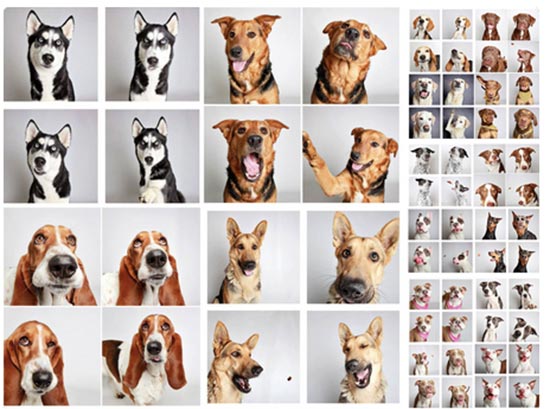 fotos perros - ¡Revive el Día Mundial del Perro!