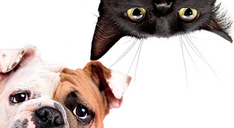 perro o gato - Los gatos nos quieren no sólo por interés