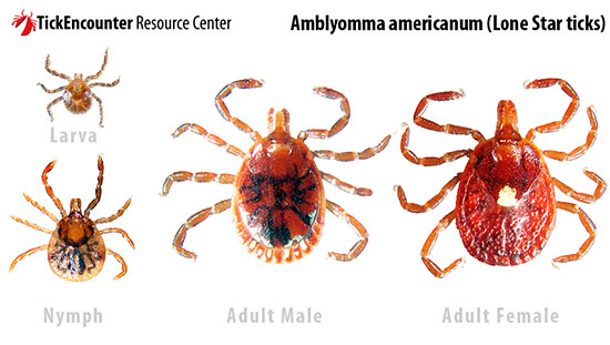 Amblyomma americanum - Picadura de garrapata y alergia a la carne