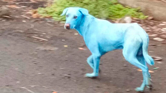 perro azul India - Perros azules por la contaminación de un río