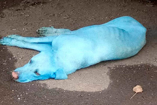 perro azul contaminacion India - Perros azules por la contaminación de un río