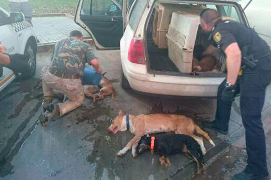 perros mueren asfixiados en coche - Mueren perros encerrados en un coche a 40º