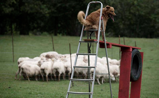 kit perro pastor con ovejas - Un perro pastor casi ciego