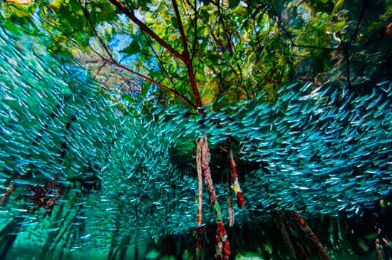 mejores fotos 2016 national geographic 4 - Fotos de National Geographic 2016