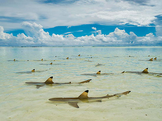 mejores fotos 2016 national geographic - Fotos de National Geographic 2016