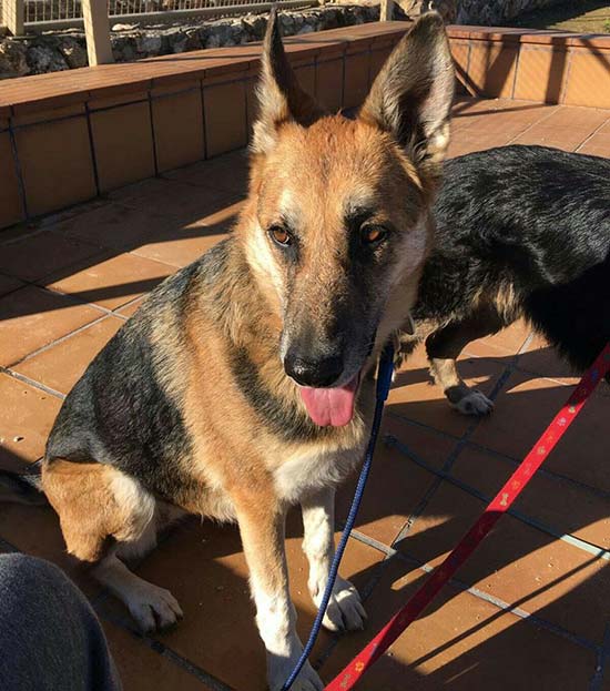 Santiago busca hogar para sus perros - Hombre con cáncer busca hogar para sus  perros