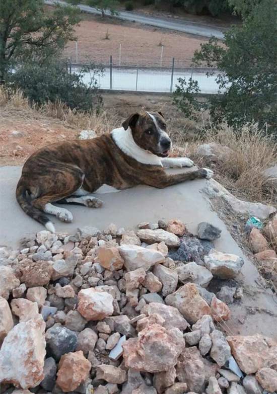 Santiago con enfermedad terminal busca hogar para sus perros - Hombre con cáncer busca hogar para sus  perros