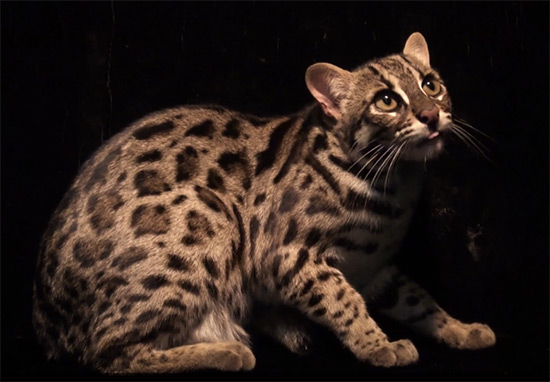 gato leopardo - Los pequeños felinos salvajes