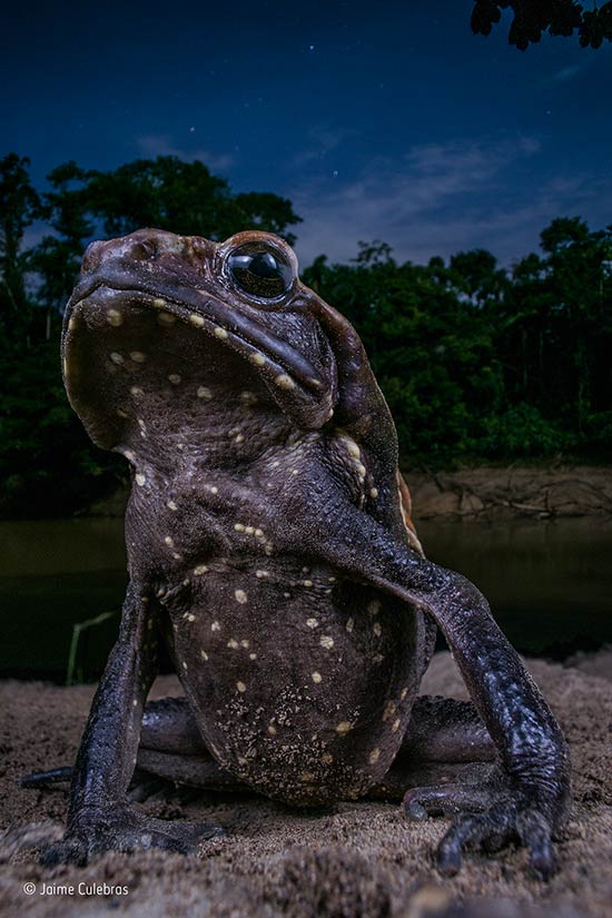 Sapo posando por Jaime Culebras - Wildlife Photographer of the Year 2017