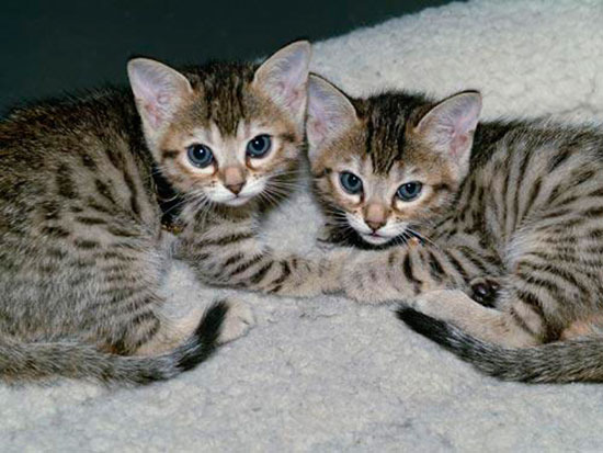clonar gatos - Perros y gatos clonados por 40.000 euros