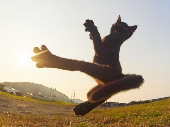 gato ninja 10 - Fotos de gatos expertos en artes marciales