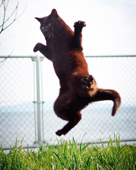 gato ninja 2 - Fotos de gatos expertos en artes marciales