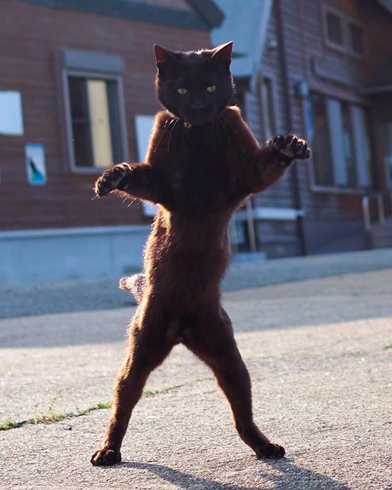 gato ninja 3 - Fotos de gatos expertos en artes marciales