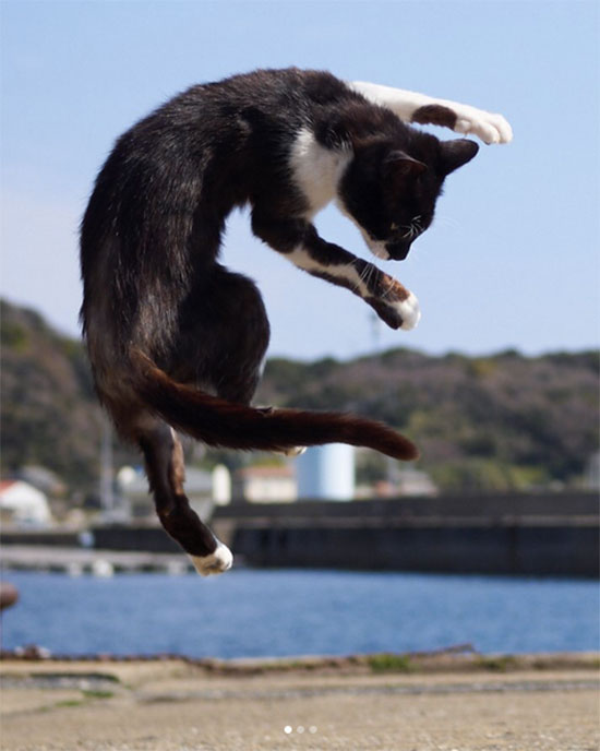 gato ninja 4 - Fotos de gatos expertos en artes marciales