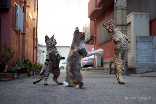 gato ninja 5 - Fotos de gatos expertos en artes marciales