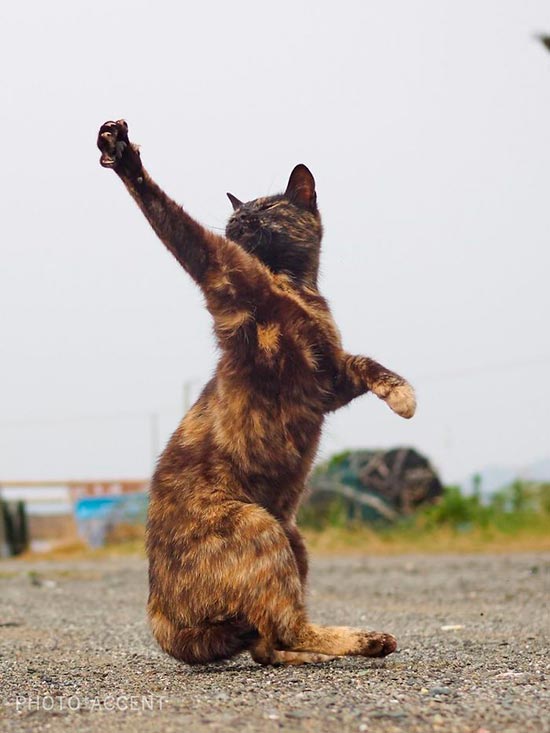 gato ninja 6 - Fotos de gatos expertos en artes marciales
