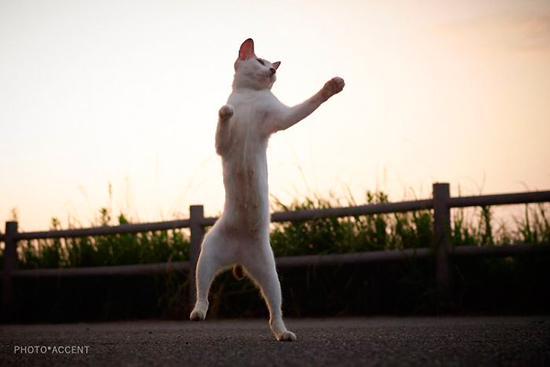 gato ninja 7 - Fotos de gatos expertos en artes marciales