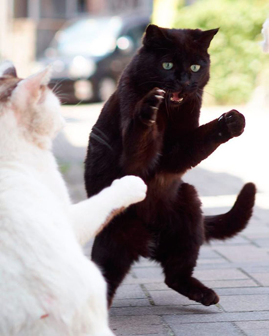 gato ninja 8 - Fotos de gatos expertos en artes marciales