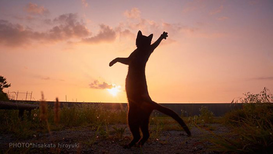 gato ninja 9 - Fotos de gatos expertos en artes marciales