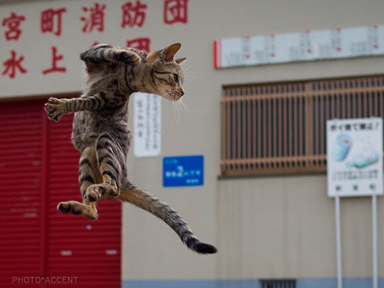 gato ninja - Fotos de gatos expertos en artes marciales