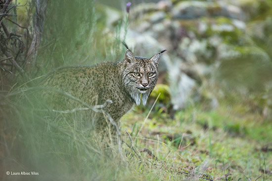 lince por Laura Albiac - Wildlife Photographer of the Year 2017