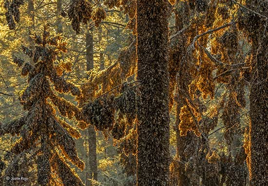 mariposas Monarca por Jaime Rojo - Wildlife Photographer of the Year 2017