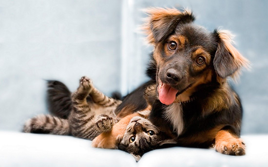 perro gato - Los perros tienen más neuronas que los gatos