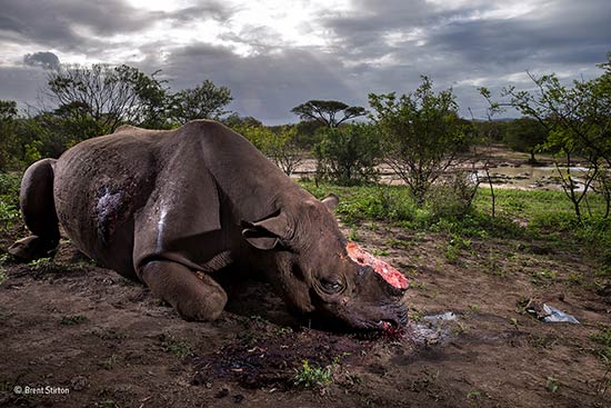 rinoceronte por Brent Stirton - Wildlife Photographer of the Year 2017