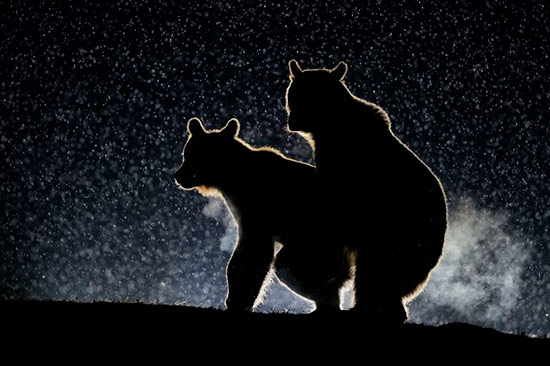 comedy wildlife photography osos - Ganadores de las fotos más divertidas de 2017